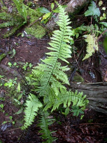 Lindsaea knudsenii