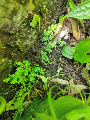 Selaginella leptophylla iNat (3)
