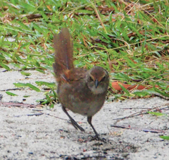 Dasyornis brachypterus