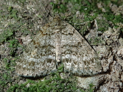 Pseudocoremia indistincta