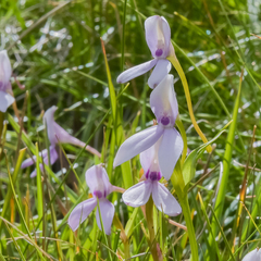Brownleea macroceras