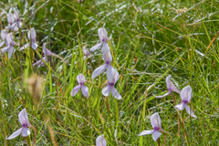 Brownleea macroceras