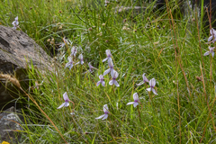 Brownleea macroceras