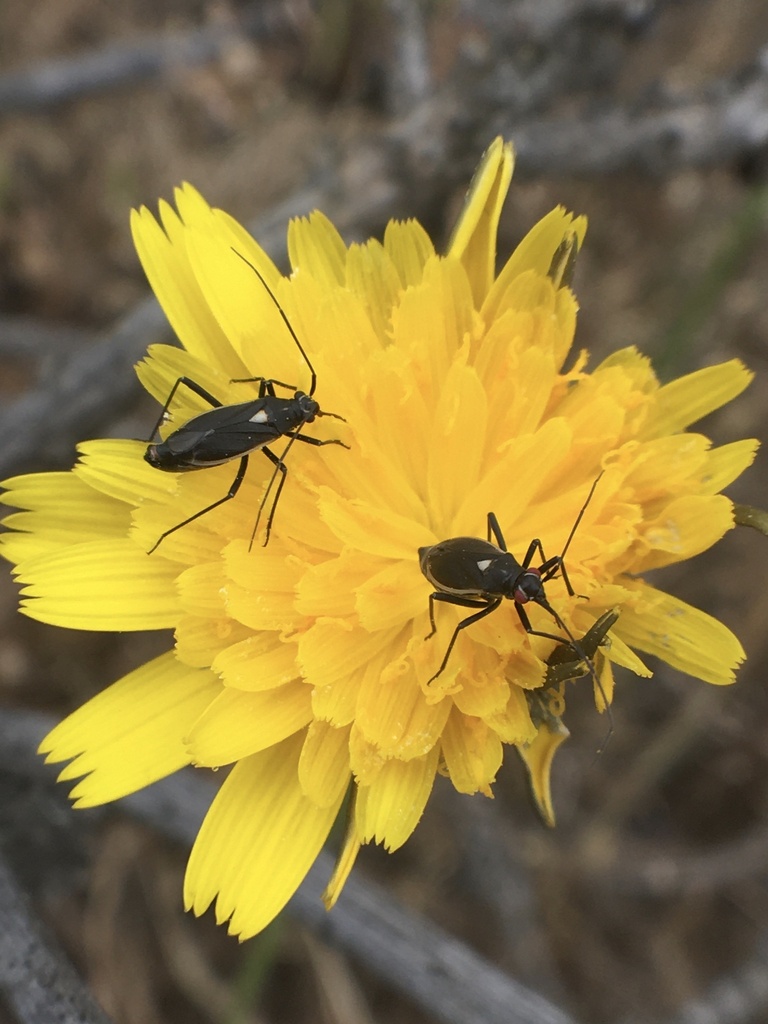 Stenoparedra scutellata