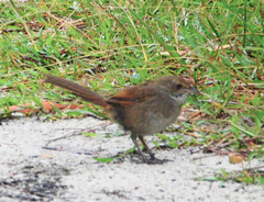 Dasyornis brachypterus