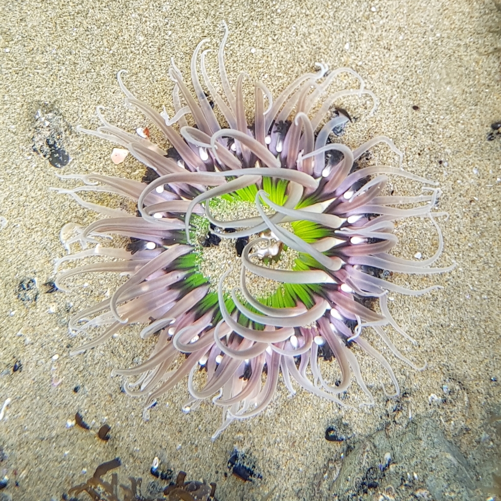 Giant Shore Anemone