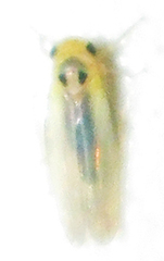 Cicadulina