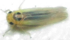 Cicadulina