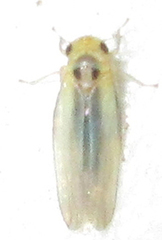 Cicadulina