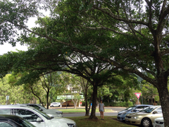 Terminalia sericocarpa