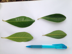 Terminalia sericocarpa