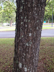 Terminalia sericocarpa