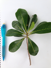 Terminalia sericocarpa