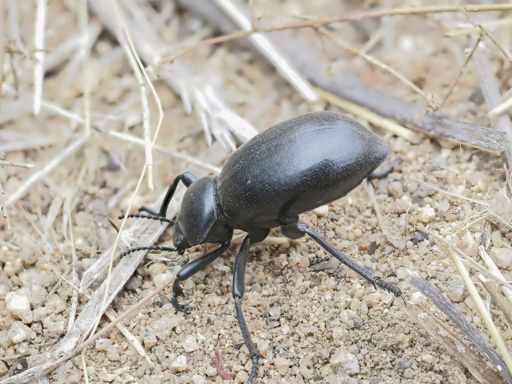 Desert Stink Beetles from San Diego County, CA, USA on October 25, 2023