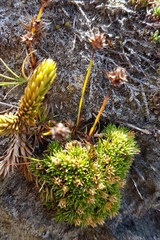 Colobanthus squarrosus