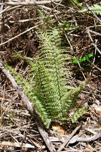 Asplenium dielmannii, 2009-08-01