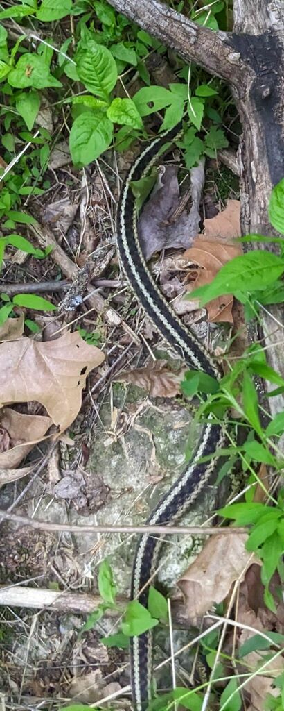 Eastern Garter Snake From Giles, Virginia, United States On May 22 ...