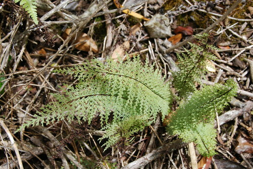 Asplenium dielmannii, 2009-08-01