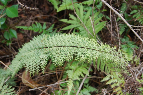 Asplenium dielmannii, 2009-08-01
