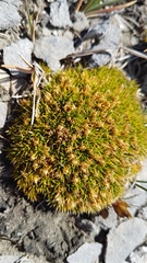 Colobanthus