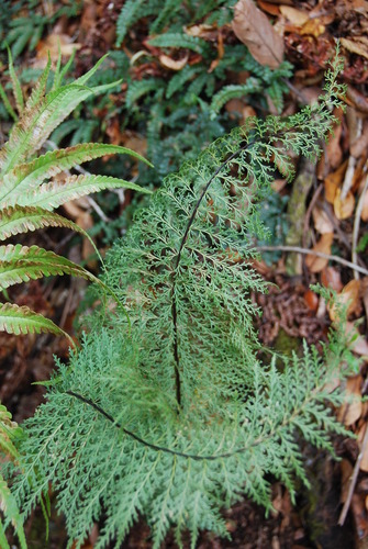 Asplenium dielmannii, 2009-08-01