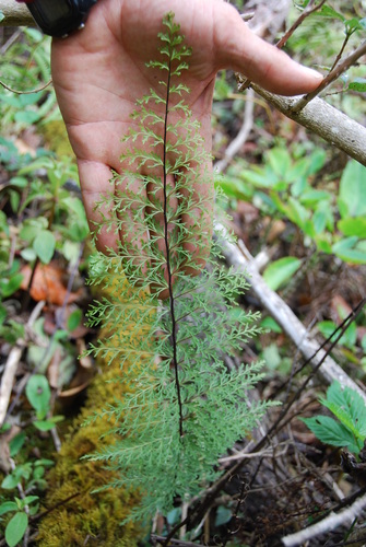 Asplenium dielmannii, 2009-08-01