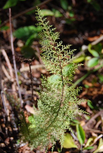 Asplenium dielmannii, 2009-08-01