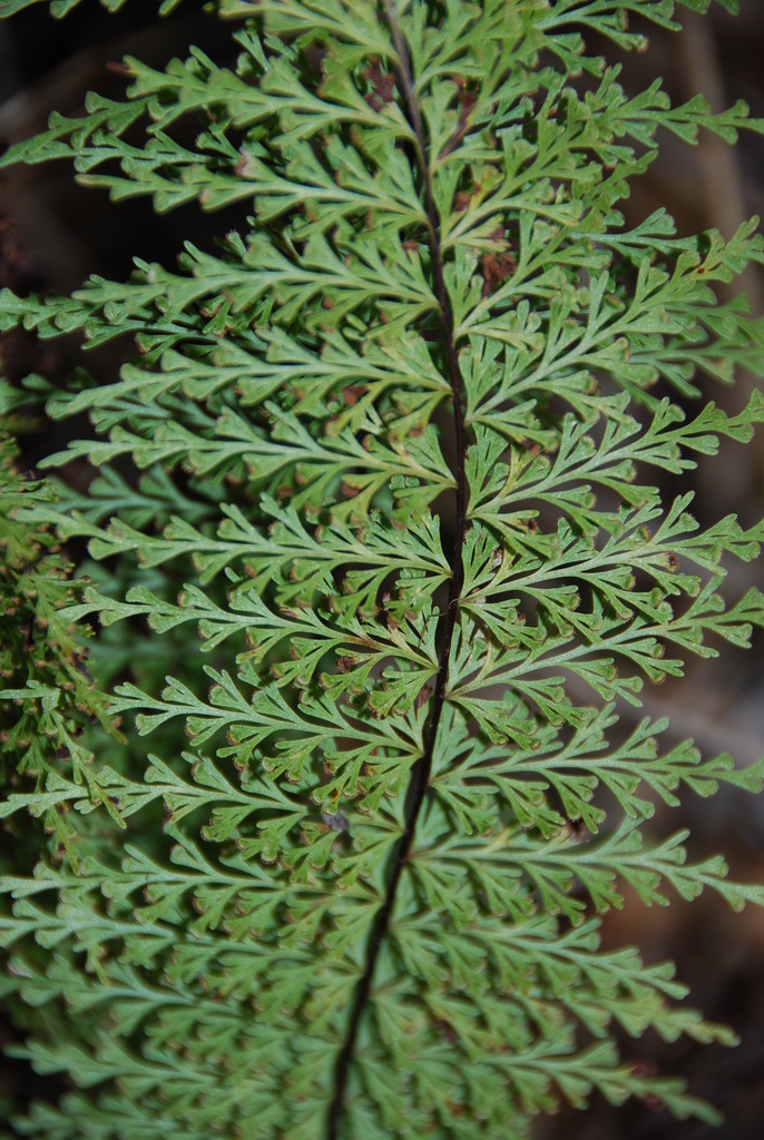 Asplenium dielmannii