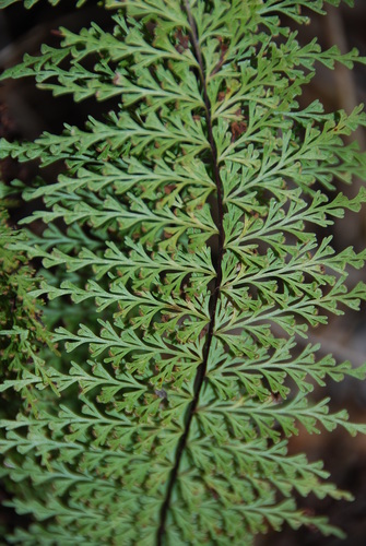 Asplenium dielmannii