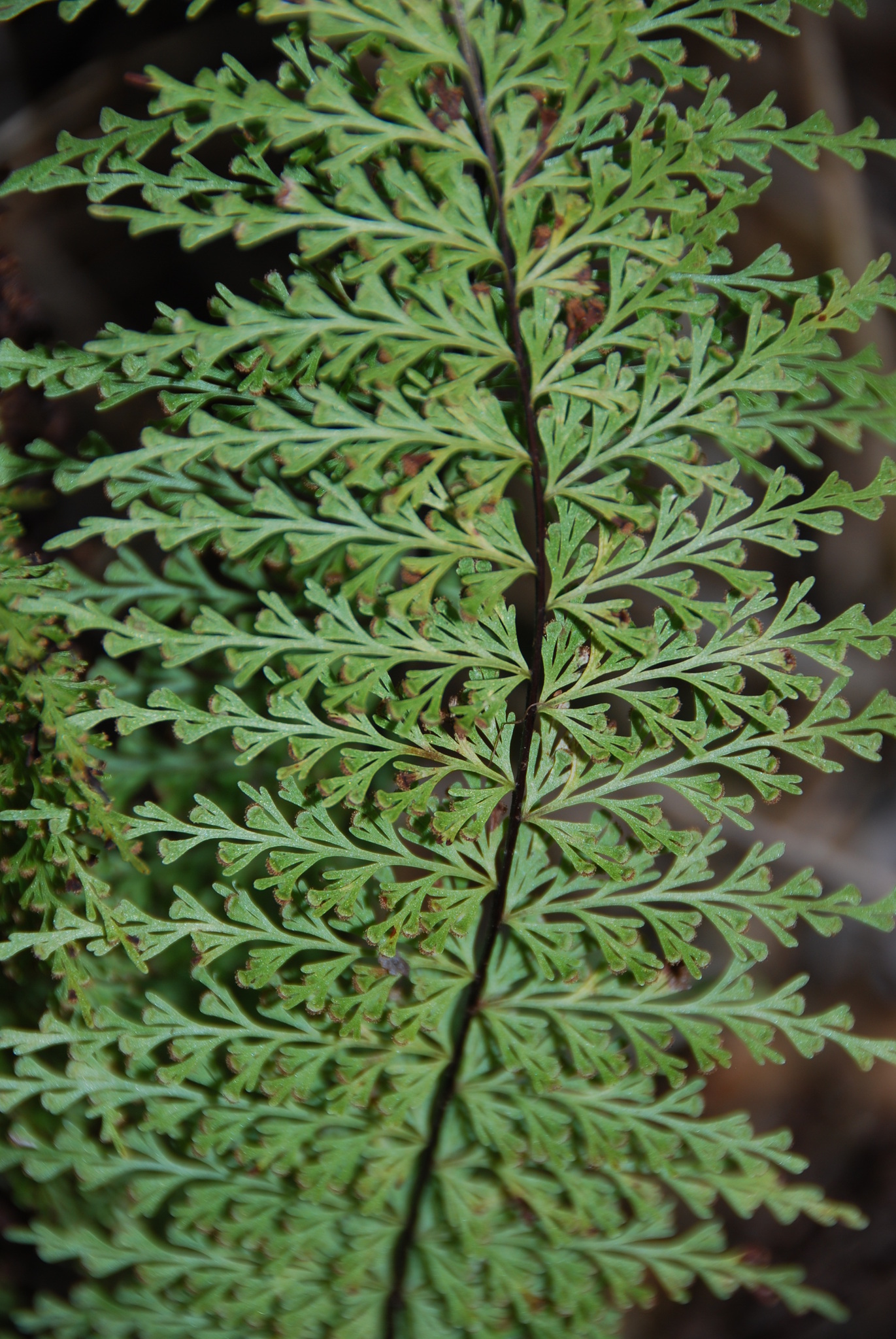 Asplenium dielmannii