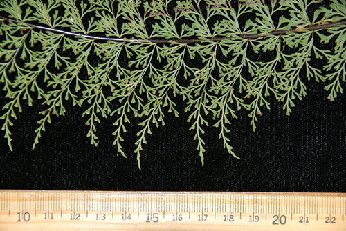 Asplenium dielmannii