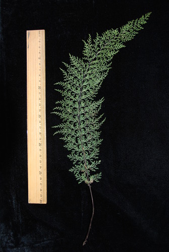 Asplenium dielmannii
