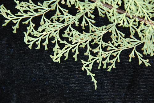 Asplenium dielmannii