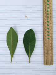 Gmelina fasciculiflora