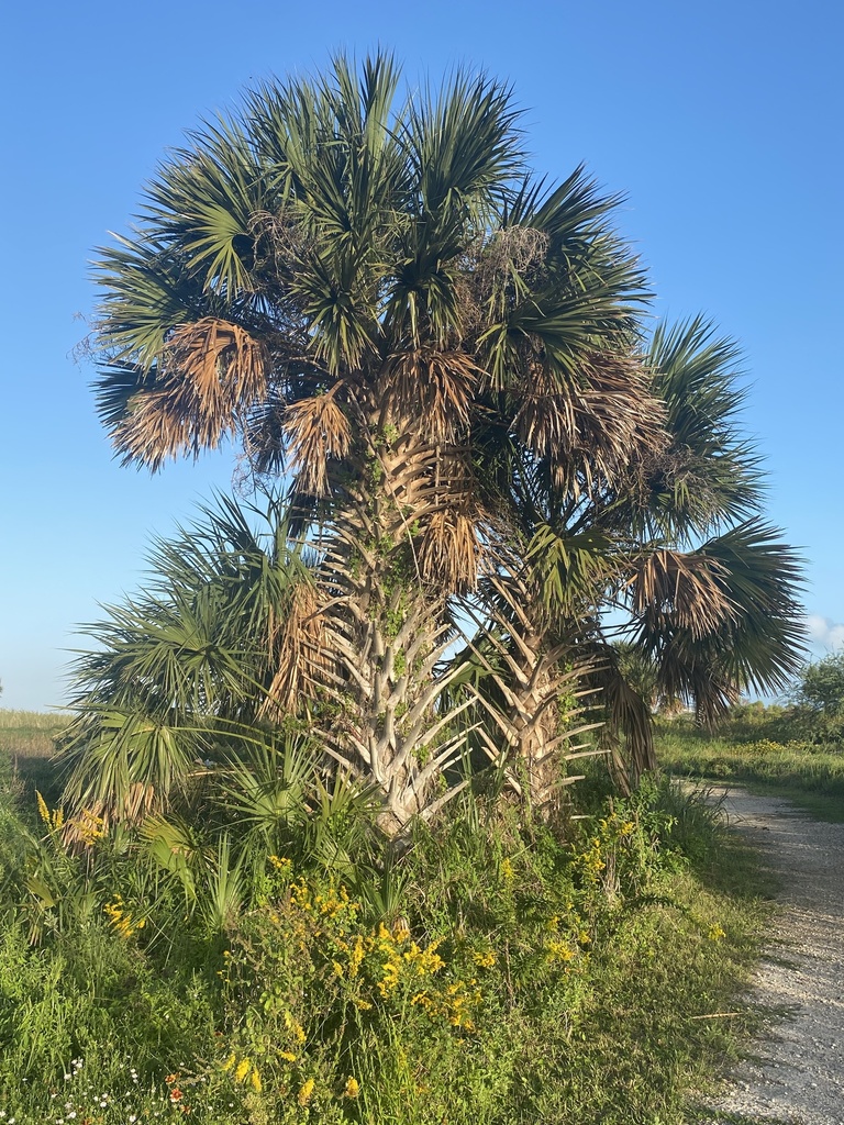 Mexican Palmetto from Galveston Island, Galveston, TX, US on October 27 ...