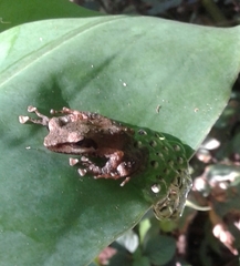 Natalobatrachus bonebergi