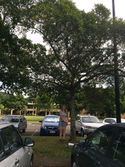 Gmelina fasciculiflora