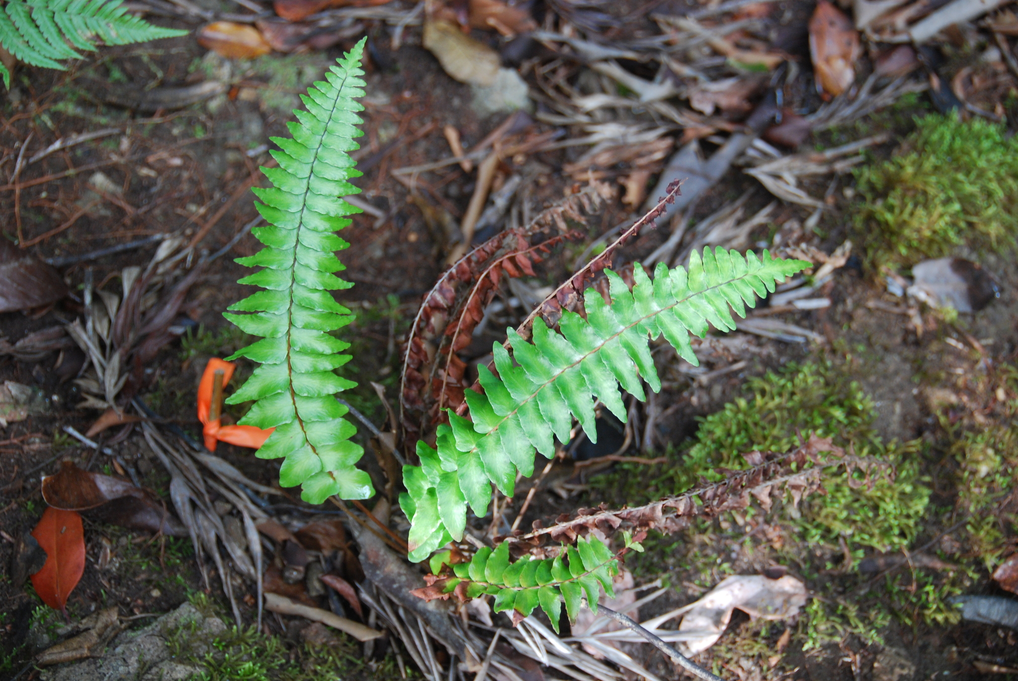 Asplenium dielpallidum
