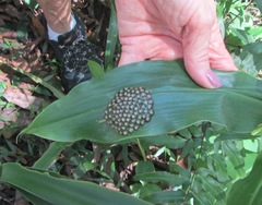 Natalobatrachus bonebergi