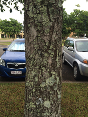 Gmelina fasciculiflora