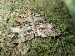 Pseudocoremia indistincta