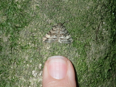 Pseudocoremia indistincta