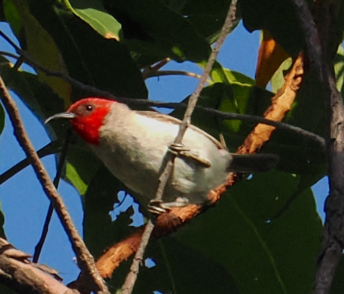 Alor Myzomela (Myzomela prawiradilagae), photo 3