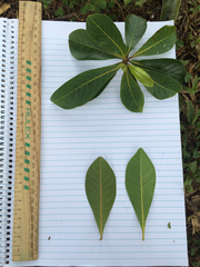 Terminalia microcarpa