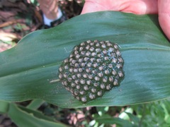 Natalobatrachus bonebergi