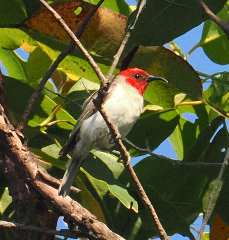 Alor Myzomela (Myzomela prawiradilagae), photo 4