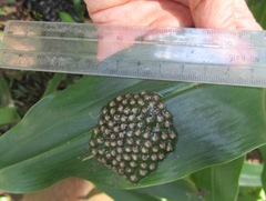 Natalobatrachus bonebergi