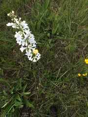 Penstemon tubaeflorus