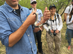 Masticophis taeniatus girardi
