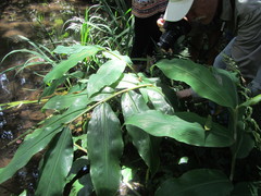 Natalobatrachus bonebergi